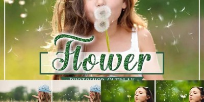 35款蒲公英菊花摄影后期叠加合成PNG素材 35款蒲公英菊花摄影后期叠加合成PNG素材